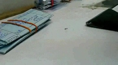 robo,diamante,culpable,hormiga