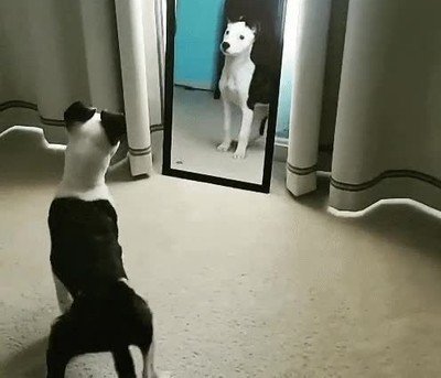 reaccion,perro,espejo