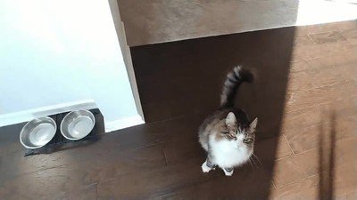 dinero,madre,amigos,gato