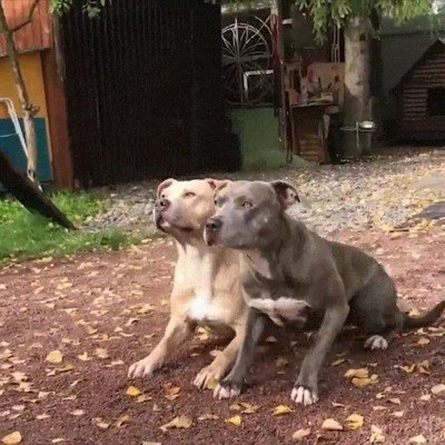 Enlace a Estos dos perros están perfectamente sincronizados 