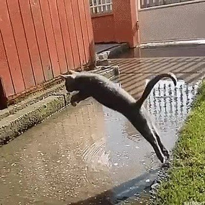agil,gato,saltar,charco