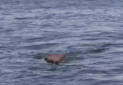Enlace a No volverás a bañarte en el mar después de verlo