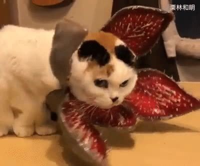 Enlace a Este gato se ha currado un cosplay de demogorgon