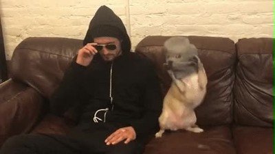 Enlace a Dicen que los perros se parecen a sus humanos 