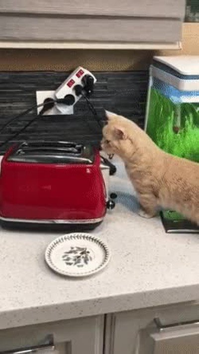 susto,gato,tostadora