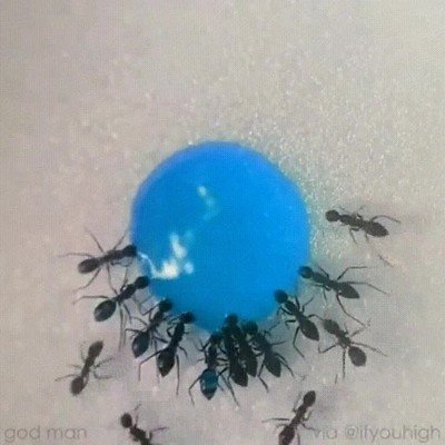 abrir,paquete,chicles,clase,hormigas