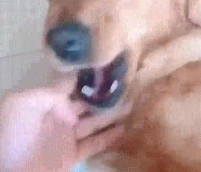 pareja,perro,invitar,cenar