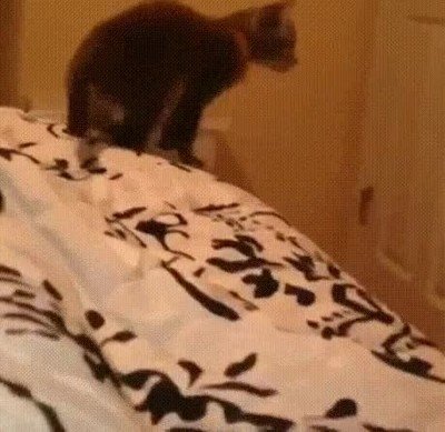 Enlace a Gatos que no entienden cómo funciona el reflejo de los espejos 