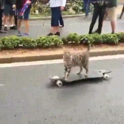 gato,patinar,skate