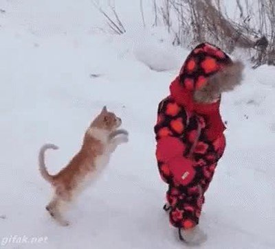gato,aprender,aikido