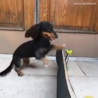 tony hawk,perro,escaleras