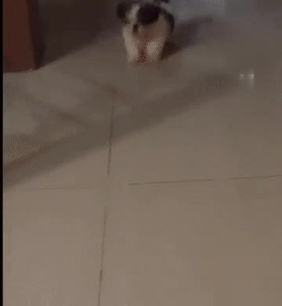 Enlace a Perros que se quedan sin batería 