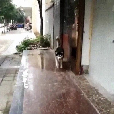 bugs,ubisoft,vida,real,perro