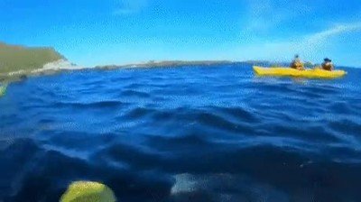 foca,bofetada,pulpo