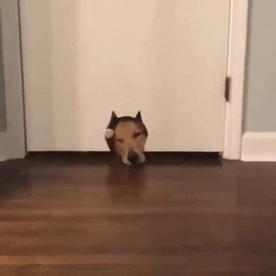 hermano,mayor,sitio,puerta,gato