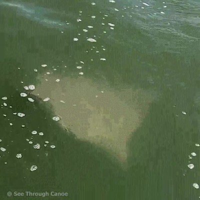 Enlace a ¿Te atreverías a nadar aquí? 