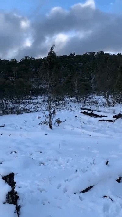 Enlace a Me explota la cabeza cada vez que veo un canguro en la nieve 
