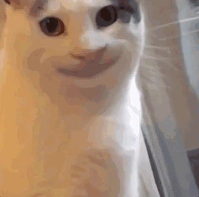 madre,relaciones,gato,cara