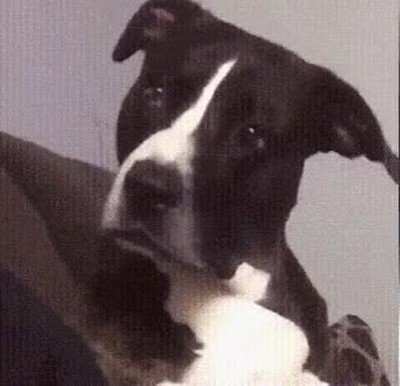 perro,cara,relaciones