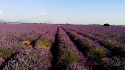 vista aerea,campo,lavanda