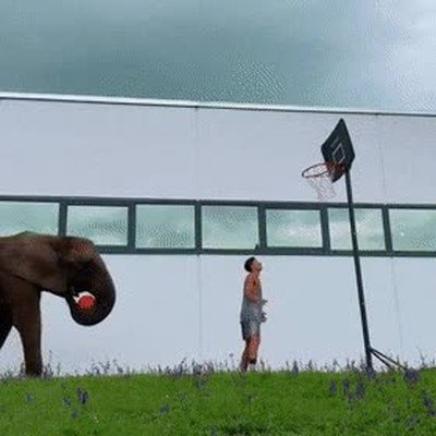 ¿Quién necesita ser un atleta cuando tienes la ayuda de un elefante? atleta,ayuda,elefante