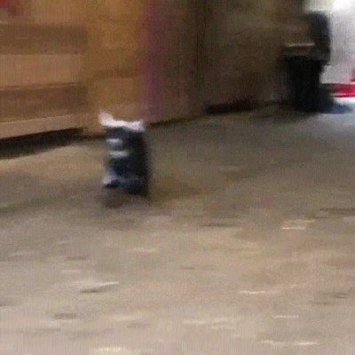 lasa&ntilde;a,comer,contento