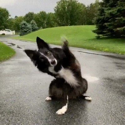 existir,dos tipos,perro