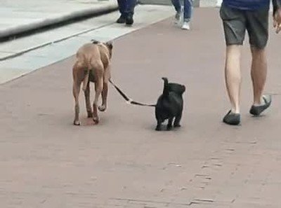 pasear,decidir,paseo,perros