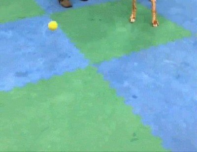 Esta perrita está ciega pero todavía le encanta jugar a la pelota pelota,perra,ciega