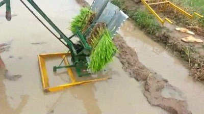 maquina,plantar,arroz