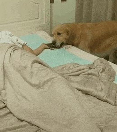 perro,preocupar,dormir,bien