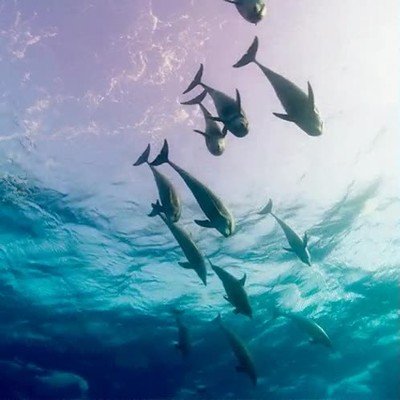 Enlace a No hay nada que me relaje más que ver delfines nadando
