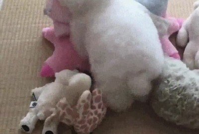 perro,esconder,peluches