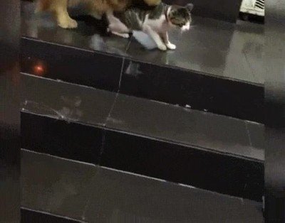 batalla,perdida,perro