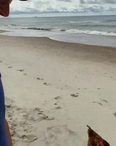 Enlace a No hay nada como un paseo por la playa en compañía de tu mascota