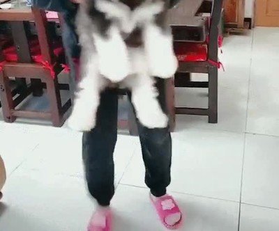 Enlace a Timelapse de lo mucho que puede crecer un perro en pocos meses