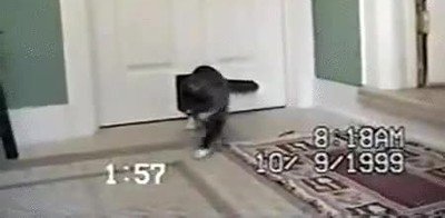 cariño,gato,pokemon