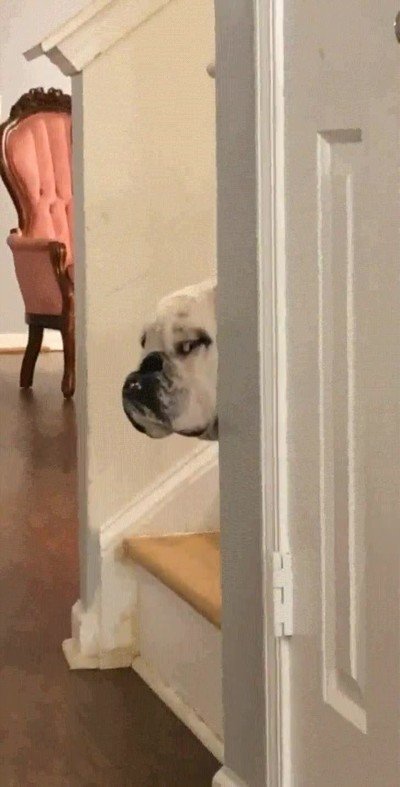 novia,perdon,perro,cumplea&ntilde;os