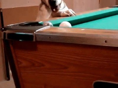 perro,jugar,billar
