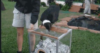 cuervo,ayuda,colecta,dinero