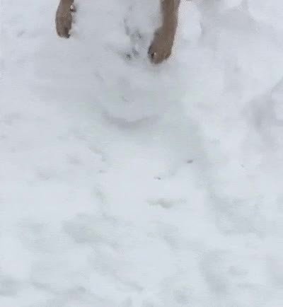 perro,feliz,bola de nieve