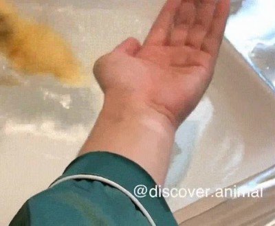 llegar,hora,baño,patito