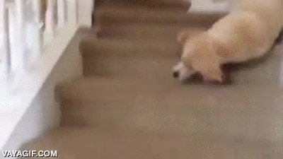 perro,ca&iacute;da,escaleras