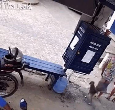 faldilla,perro,mujer,bajar