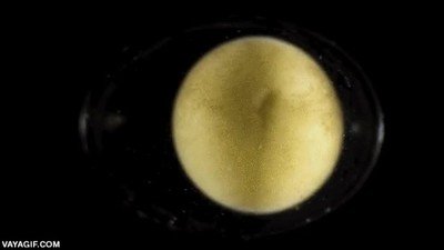 time lapse,célula,salamandra,reptil