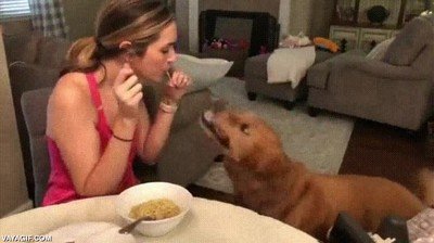 perro,pasta,beso