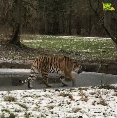 Enlace a Este tigre no se enteró que estaba caminando sobre una fina capa de hielo