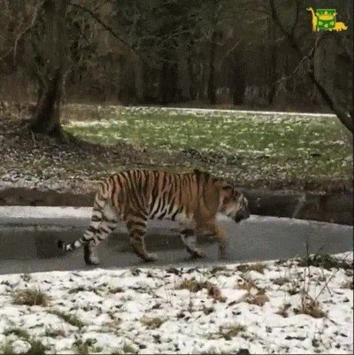 Este tigre no se enteró que estaba caminando sobre una fina capa de hielo tigre,hielo,caída,frío,agua
