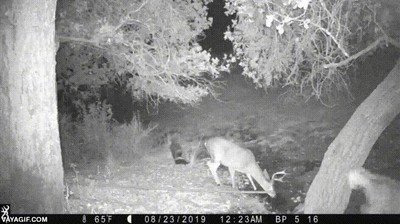 Enlace a Lo que pasa cuando un ciervo se topa con una mofeta en el bosque