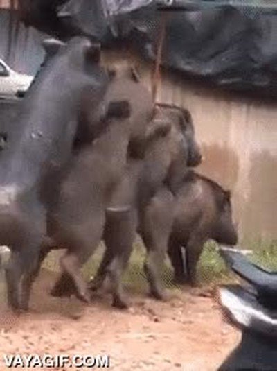 Enlace a Las eternas colas para el iPhone 11